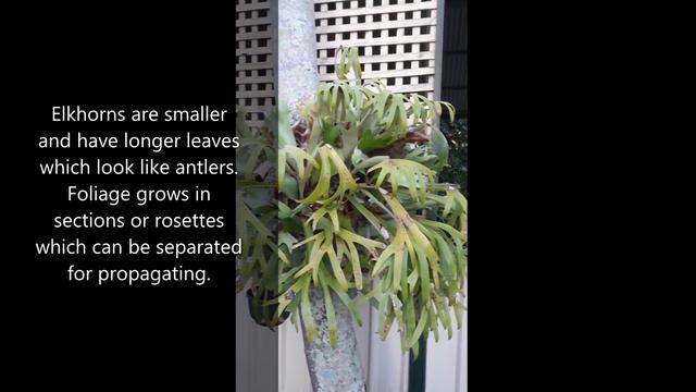 PLANT AN AIR TREE смотреть онлайн