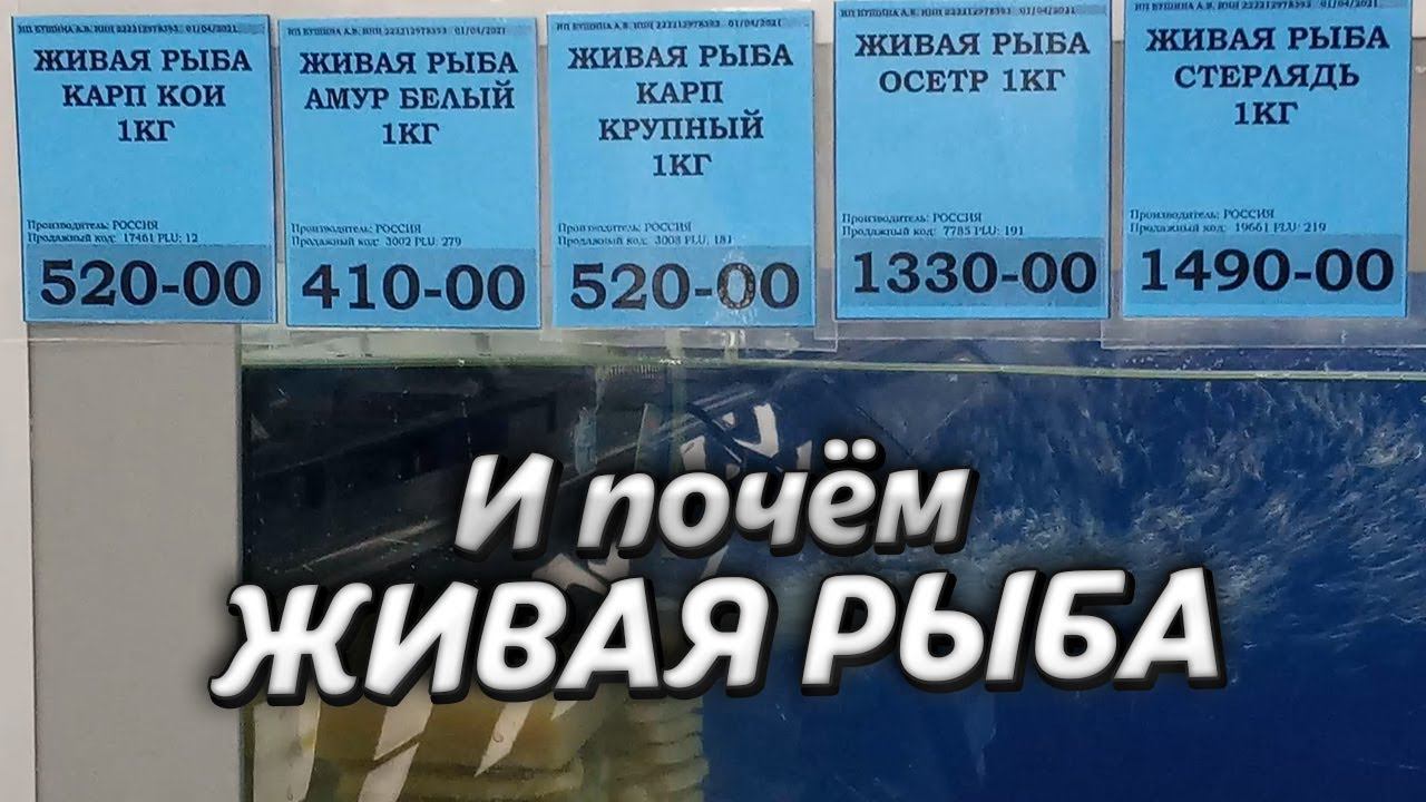 Почем ЖИВАЯ РЫБА в магазине "Океан". Video Trawl #036 смотреть онлайн