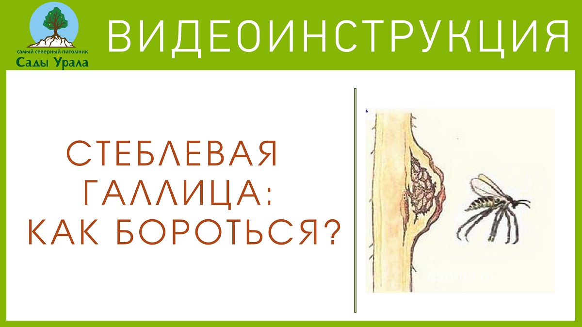 Смородина. Борьба со стеблевой галлицей смотреть онлайн