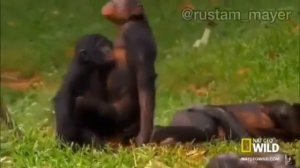 Джавид [ОЗВУЧКА ОТ ДЖАВИДА]