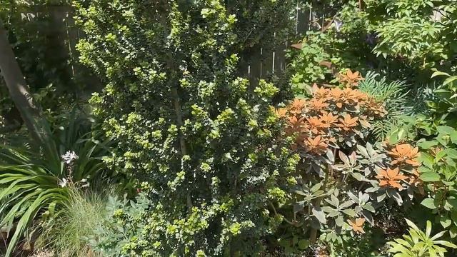 An Early Summer Walk Through My Backyard Shade Garden in Portland, Oregon смотреть онлайн