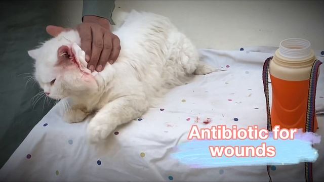 Cat vaccination | kitten vaccination | vaccination of Persian cat | rabies vaccination | vaccinatio смотреть онлайн