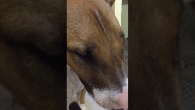 Бультерьер и пылесос.