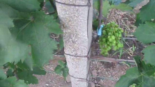 Обзор новых сортов винограда и инжира! смотреть онлайн