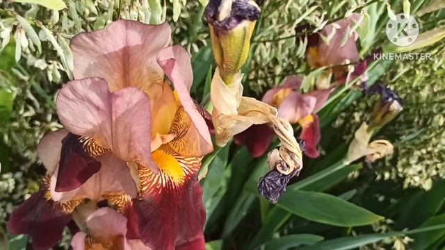 Марина Иванова.Лицо до и после.Найдите хоть одно отличие кроме поцарапонного черепа смотреть онлайн