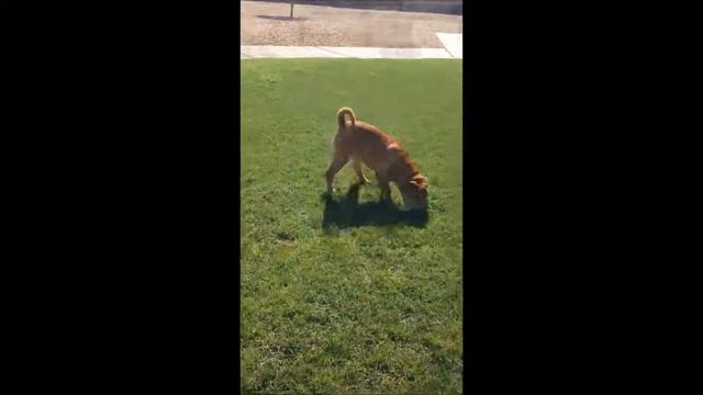 Lovely Sharpei смотреть онлайн