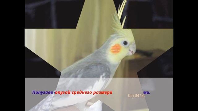 Все о Кореллах !! смотреть онлайн