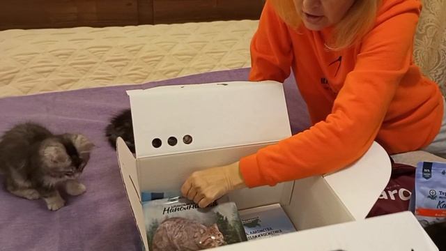 Gifts For Kittens Приданное с каждым котенком