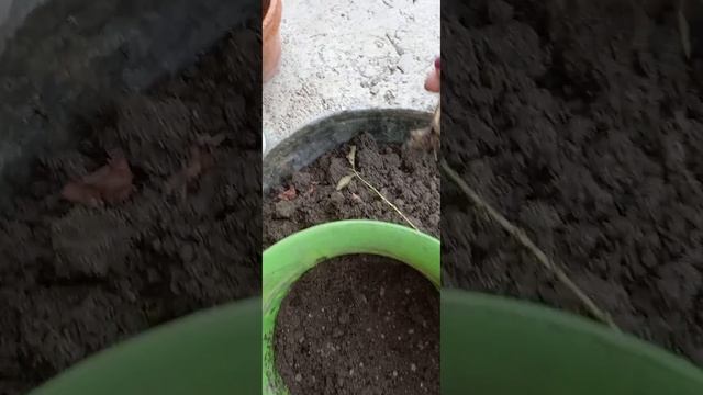 укоренение Черенков сливы в домашних условиях смотреть онлайн