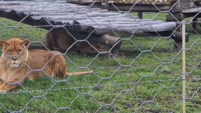 ❤️Лев Симба в засаде. #animals #lions #животные смотреть онлайн