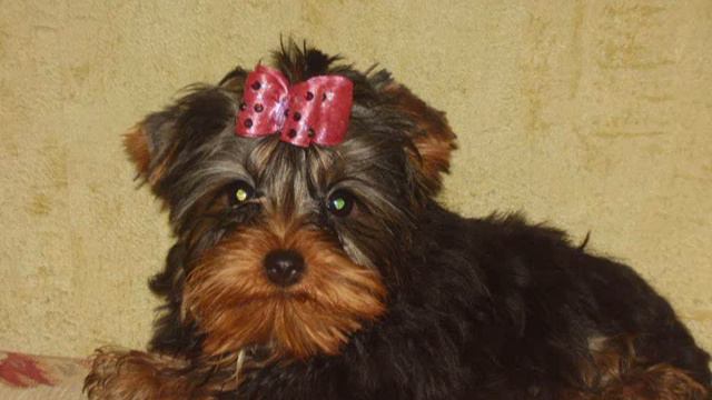 ЮТ ГАЙ БАДДИ.wmv смотреть онлайн