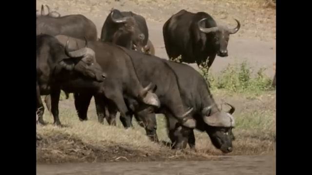 600 Miles of Wildlife: Exploring Life Along The Zambezi River | Zambezi: Force Of Life | Real Wild смотреть онлайн