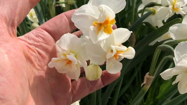 Sir Winston Churchill Daffodils | Bulbs in Bloom смотреть онлайн