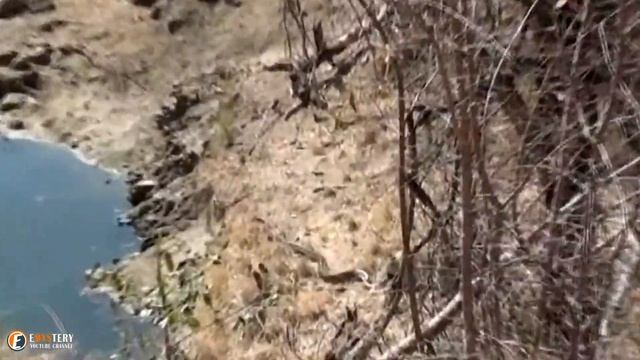 Leopard Attacks Python And The Battle Was Be On The Internet смотреть онлайн