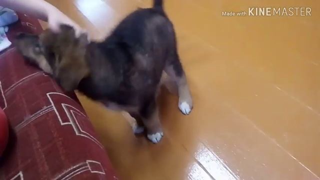 Мухтар,с Днем Рождения! 1 годик.Большой мальчик совсем. смотреть онлайн