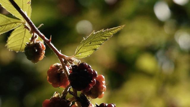 Fla Flu (José María De Abreu) - De Raíz