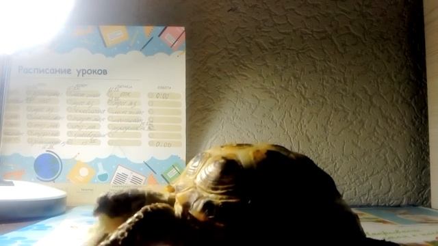 Уход за панцирем сухопутной черепахи смотреть онлайн