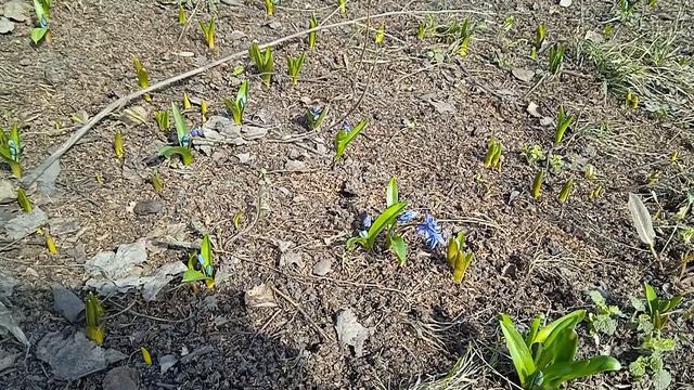 ЕЩЁ ОДИН ПЕРВОЦВЕТ смотреть онлайн