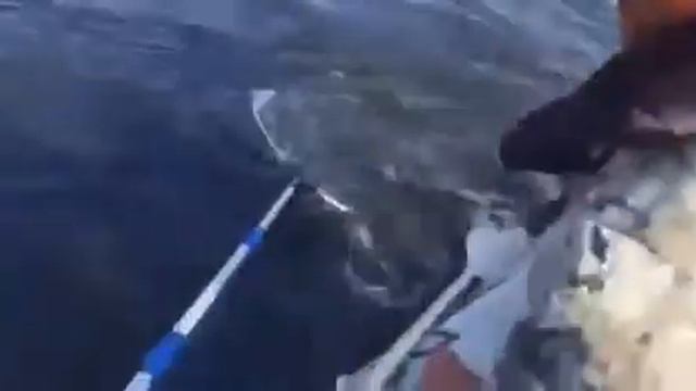 В САРАТОВЕ ОТЛИЧНАЯ РЫБАЛКА 2018 Сом,Щука, Окунь,Судак,Жерех смотреть онлайн