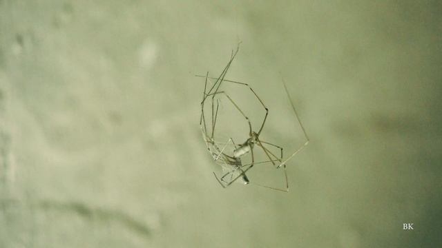 Spider Observation with Panasonic HC X1 in UHD B смотреть онлайн