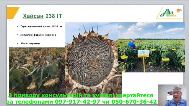 Соняшник Хайсан 238 ІТ