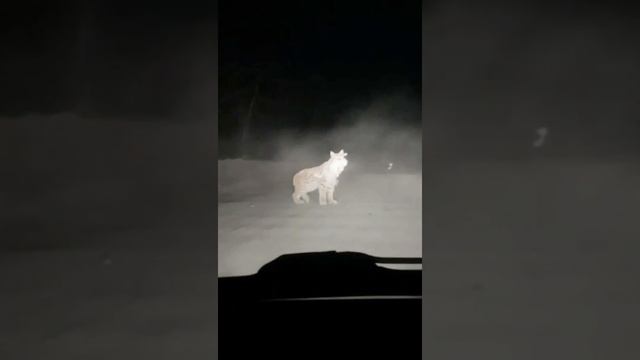 ? Дикие животные! Рысь охотится! Рысь в деле! ? смотреть онлайн