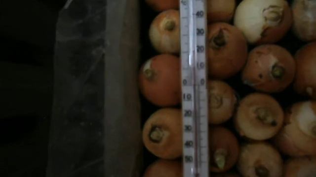 выгонка лука репки на зелень(перо)... 2...продолжение смотреть онлайн