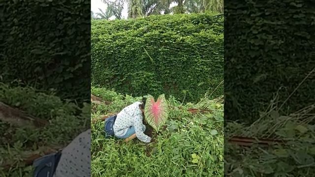 Caladium Pink Beauty