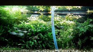 Как я кормлю сомиков в общем аквариуме