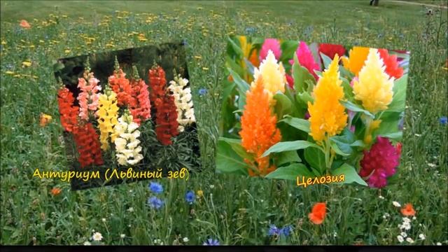 Однолетние цветы - начинающим цветоводам смотреть онлайн