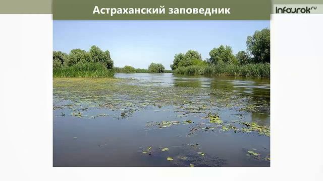 Заповедники и национальные парки | Окружающий мир 4 класс #44 | Инфоурок смотреть онлайн