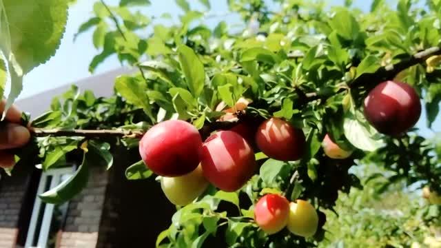 Наша алыча сортов Кубанская Комета и Злато Скифов на даче.