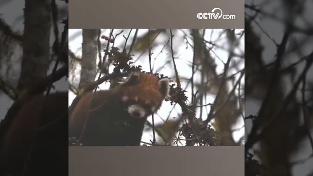 Милая малая панда собирает ягоды смотреть онлайн