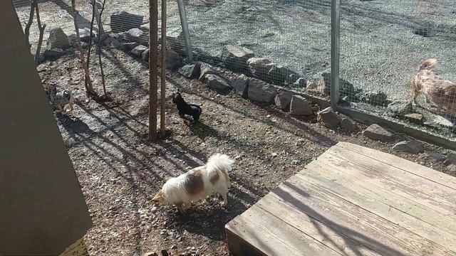 гуляем все,ясли и взрослые на прогулке питомник чихуахуа Кастропуло Крым продажа щенков +7978745806 смотреть онлайн