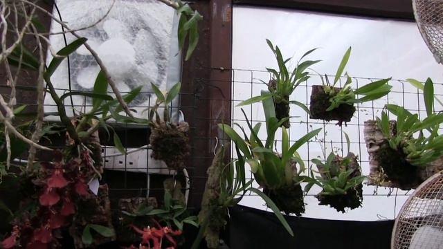 Twinkle Twinkle Little Stars, How I Wonder...... Who Will Open First? смотреть онлайн