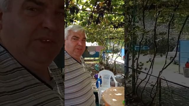 30 лет лозе! Винный сорт Каберне смотреть онлайн