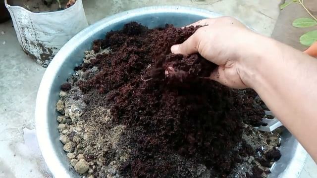 Allamanda Plant || How Grow and Care Allamanda Plant || Budget Gardening || (Hindi) смотреть онлайн