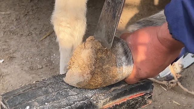 成功救治！畸形驢蹄無比堅硬，向後生長！導致毛驢痛苦走路，師父用盡力氣切掉蹄子後，毛驢恢復正常了！ смотреть онлайн