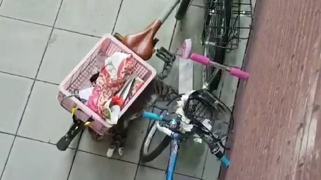 Сегодня 25/06/2019 в 19-00 в Бельгии 35* жары!Это *опа!Томка на бетоне валяется. смотреть онлайн