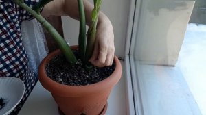 Замиокулькас  размножение черенками.