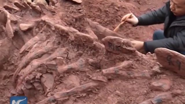 180 mln-year-old dinosaur fossils discovered in SW China смотреть онлайн