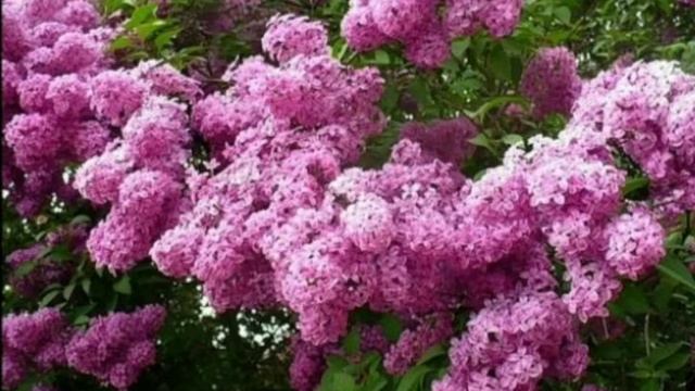 Поют брат и сестра.Коля и Галя смотреть онлайн