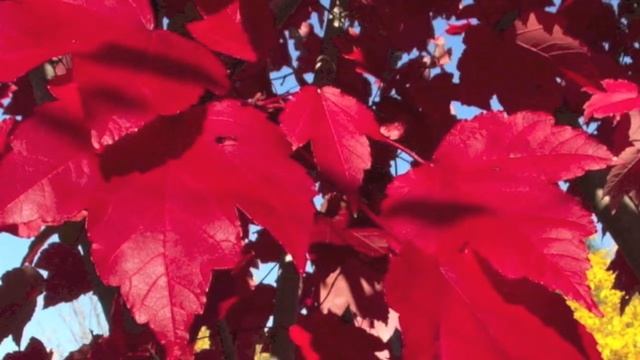 October Glory Maple For Sale Online смотреть онлайн