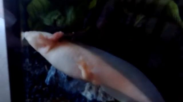 Ambystoma mexicanum (аксолотль) смотреть онлайн