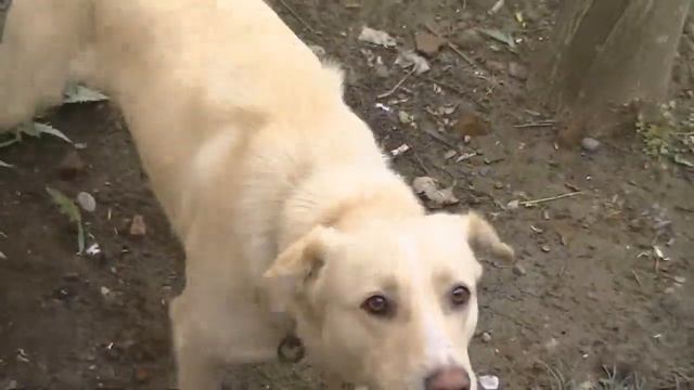 terjola clip смотреть онлайн