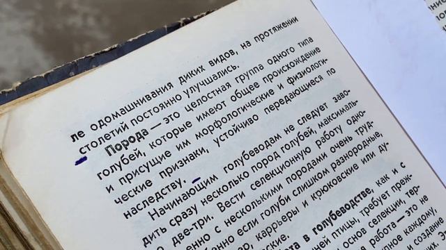 Мелитопольские голуби. Порода, стандарт, селекция и отбор… смотреть онлайн
