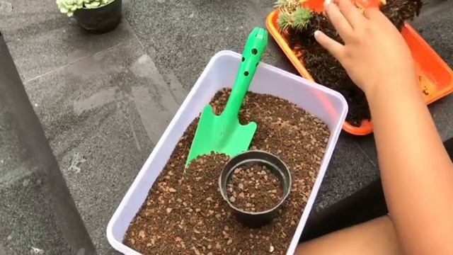 Cara Menanam Abromeitiella смотреть онлайн