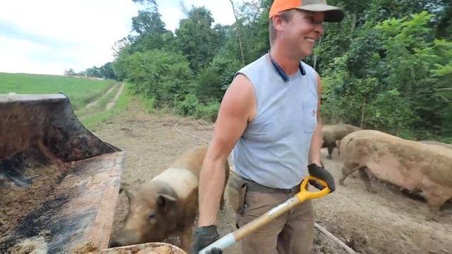 Pasture Perfect Pigs at Scale (400+) смотреть онлайн