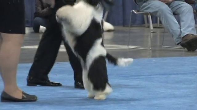 Best in Show - 2020 ASC Flushing Spaniel Show смотреть онлайн