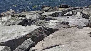 Прекрасная Флория, Стамбул, Турция// Harika Florya. Istanbul 2021// Maraş dondurması - Мороженое